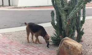 Dog and Coyote Make Perfect Play Pals