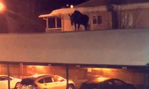 Moose on a Roof