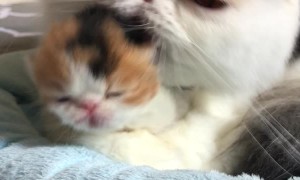 Mama Cat Grooms Newborn Kitten
