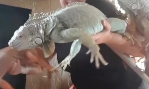 Holding Three Iguanas is No Easy Task