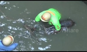 Helpless deer rescued from drowning in 50-foot well in southern India