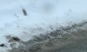Mama Lynx and Babies Take a Stroll