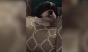 Pup Struggles to eat his Snack
