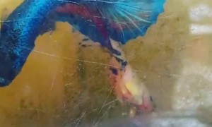 Fish in Tank Exhibit Strange Behavior