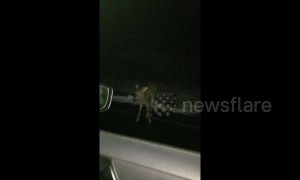 Driver spots 'zombie deer' standing motionless on US road