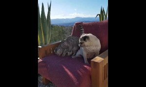 Cat wrestles pug off favourite cozy chair