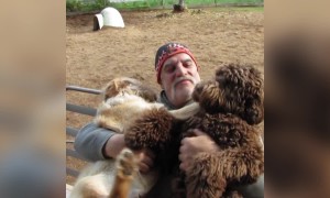 Dogs who Don't Know Their Size