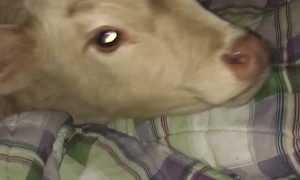 Woman Shares a Snack with Her Furry Friends