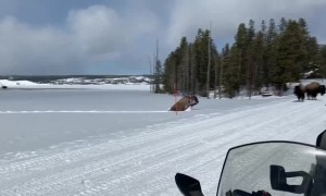 Bison Trudge Through Some Seriously Deep Snow