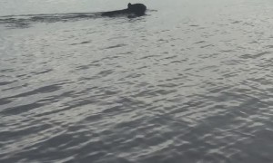 Big Black Bear Swims Across Bay