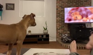 Sympathizing with Simba