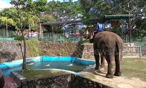 Hilarious elephant giggles while spraying zoo guests