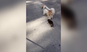 Dog and Raccoon Hang out