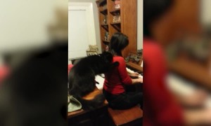 Cat or Music Critic?