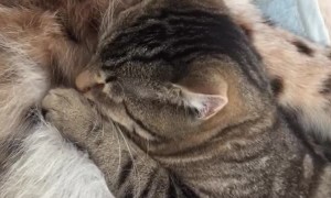 Cat and Lynx Take a Nap Together