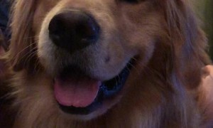 Head Scratches Before Bed