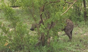 Hyena Fight Ends with Severed Ear