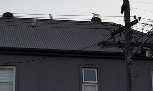 Whirlybird Roof Vent Lives up to Its Name