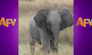AFV's Funniest Elephants