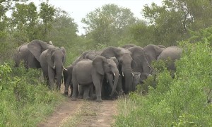 Wild Elephants Protect Young from Wild Dogs