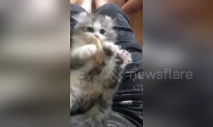 Protective kitten does not allow owner to touch its food