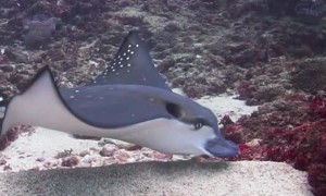 Eagle Ray Glides Across Ocean Floor