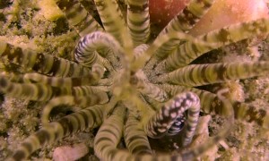 Burrowing Anemone Looks like Alien Species