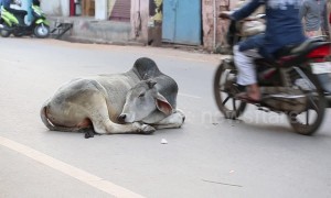 Holy cow! Bovine stays fast asleep in middle of busy street traffic