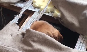 Adorable Beagle Completely Destroys Couch