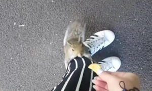 Squirrel Snags a Snack