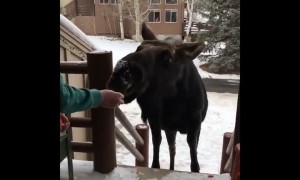 Curious Moose Stops by House for Meal
