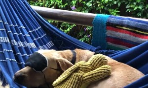 Peaceful Pooch Slumbers in Hammock