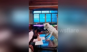 Well-trained dog helps dad supervise his daughter doing homework