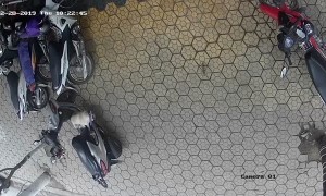 Sleepy Pug Takes a Tumble