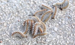 Five-metre-long procession of caterpillars march along path in Spain