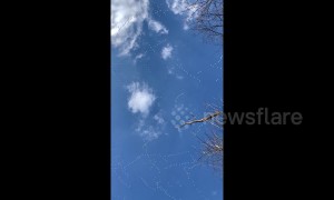 Like diamonds in the sky! Hundreds of snow geese fly over central Pennsylvania