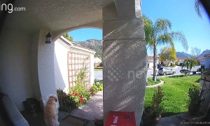 Doggy burglar caught by doorbell cam stealing neighbour's boot