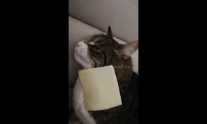 Cat breaks after being cheesed