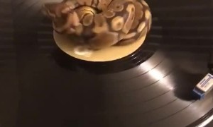 Record Player Python