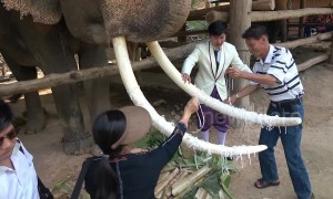 Tourists in Thailand put string on elephant's tusks for good luck