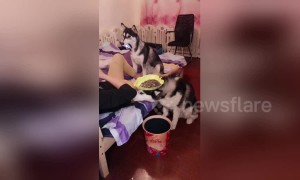 Obedient huskies serve lazy owner by holding phone and snacks for him