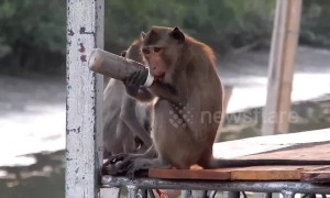 Heartbreaking moment wild monkey is found with plastic bottle stuck on his wrist
