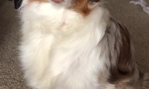 Pup Puzzled by Cheese Challenge