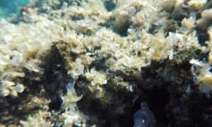 Face to Face with a Moray Eel