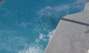That's One Way to Jump Into a Pool