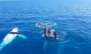 Whale Surfaces to Smile