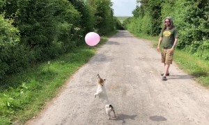 Little Jack Russell terrier goes hopping mad for balloon
