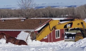Blizzard Buried Horse is Delicate Dug Out