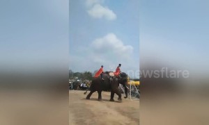 The biggest football players in the world? ELEPHANTS play professional football in Vietnam