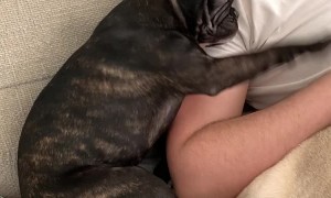 Puppy Needs More Petting